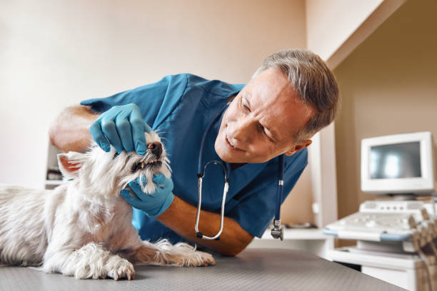 Best Emergency Dental Extractions in Boulder, CO